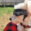S0d9f213ec89c442bb39ad6b153484cbc5.webp Adjustable Pet Goggles