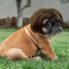Pet Costume Wig